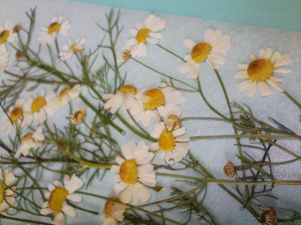 押し花 素材 材料 ジャーマンカモミール 白 ハーブ 押し花 売買されたオークション情報 Yahooの商品情報をアーカイブ公開 オークファン Aucfan Com