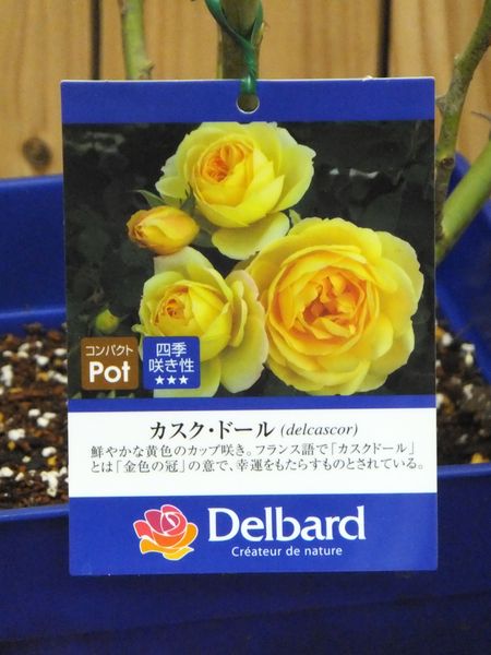 ★デルバール　バラ大苗【カスク・ドール】★