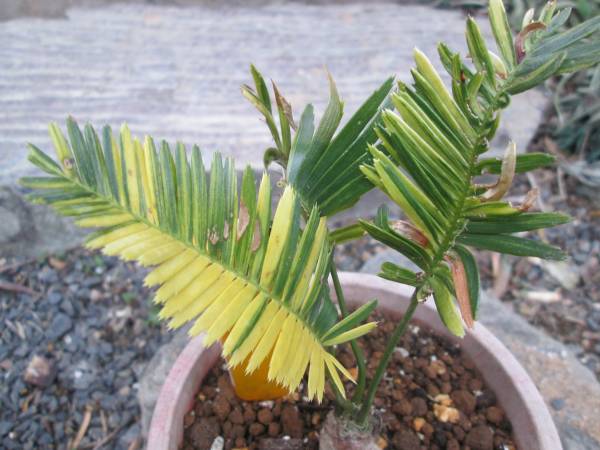 メキシコソテツ Dioon エデュレ バリエガテッド 超貴重黄縞斑！
