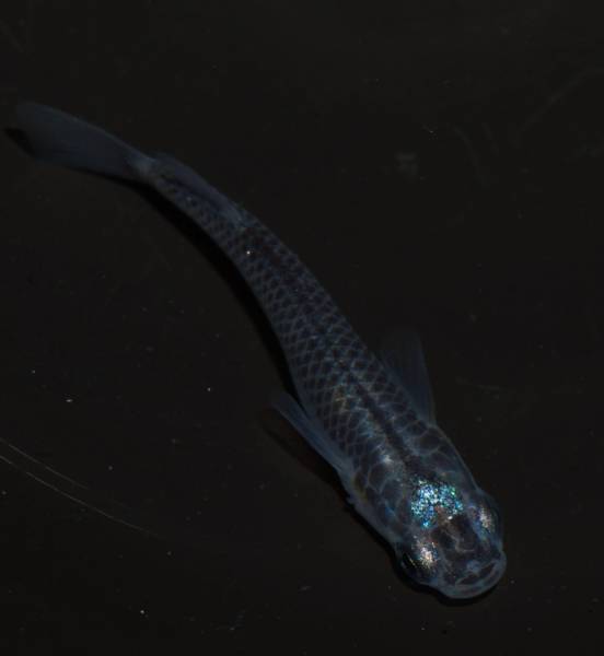 Z9阿波めだか☆限定品☆黒幹之頭光♂+兄弟・姉妹3匹♪