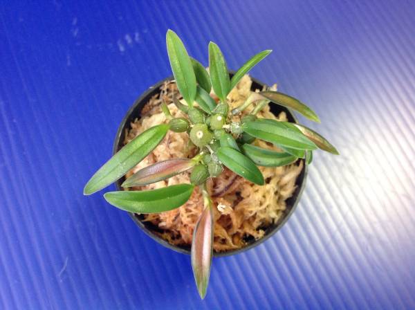 ミヤマムギラン・紅貴殿・山野草・セッコク・蘭_1