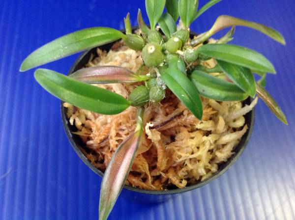 ミヤマムギラン・紅貴殿・山野草・セッコク・蘭_2