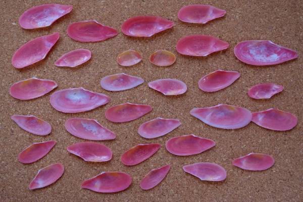 天然採集物 サクラガイ ベニガイ 紅貝 桜貝 大量 貝殻 標本 科学 自然 売買されたオークション情報 Yahooの商品情報をアーカイブ公開 オークファン Aucfan Com 天然採集物 サクラガイ ベニガイ 紅貝 桜貝 大量 貝殻 標本 科学 自然 売買されたオークション情報 Yahooの商品情報をアーカイブ公開 オークファン Aucfan Com