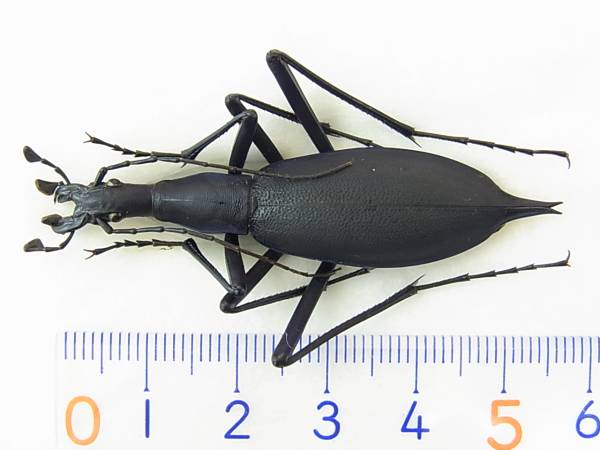 長崎県五島列島・福江島産ホンマイマイカブリ1頭（オス）(虫類)｜売買