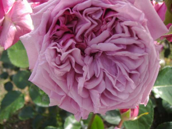 ★薔薇物語★ゴッドフリィ ウィン★豪華な青バラ★