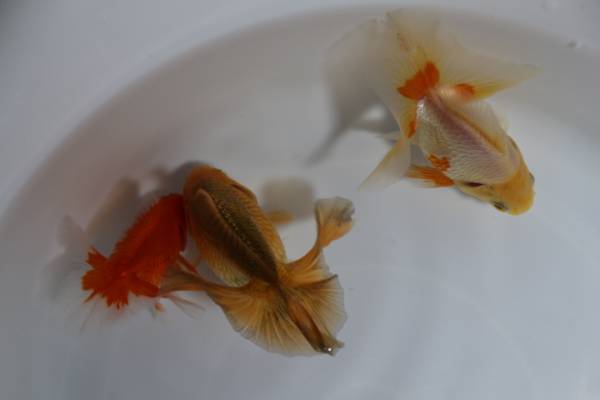 土佐錦・弥富産・三歳　おまけ付　合計３匹　＃217