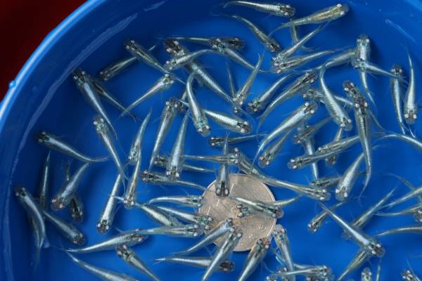 ◆◇幹之メダカ　１１０匹　♂♀無選別個体B◇◆