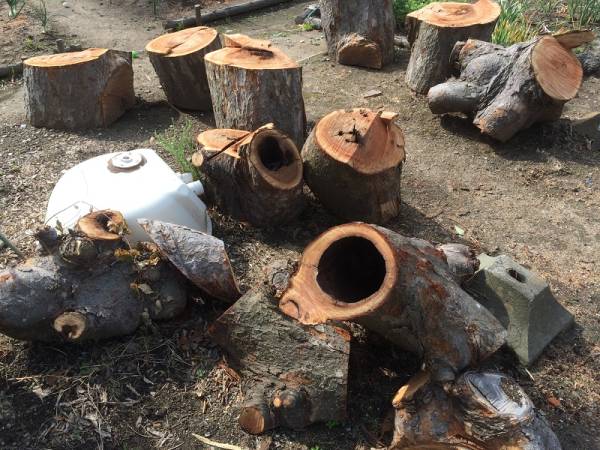 ★格安・男のケヤキ、玉切り・350㎏・3980円・おまけ付★★