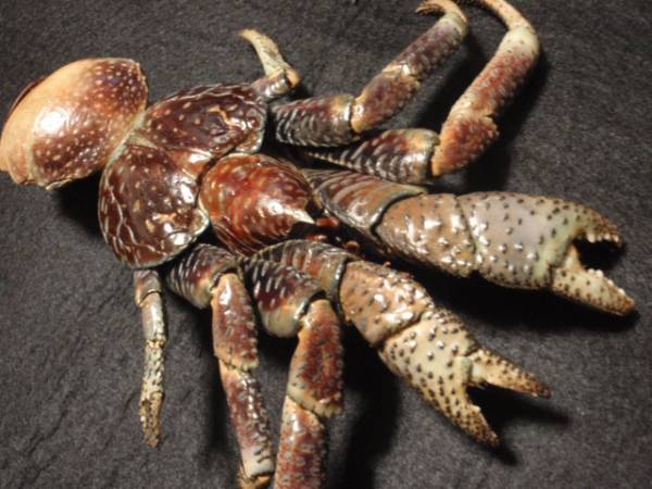 ヤシガニ＊貝標本・貝殻・カニ図鑑 アンティーク海洋生物 剥製(科学