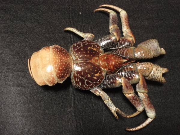 ヤシガニ＊貝標本・貝殻・カニ図鑑 アンティーク海洋生物 剥製(科学