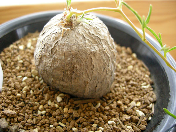 【塊根植物】 “ イポメア ”の何でしょう？ 【コーデックス】