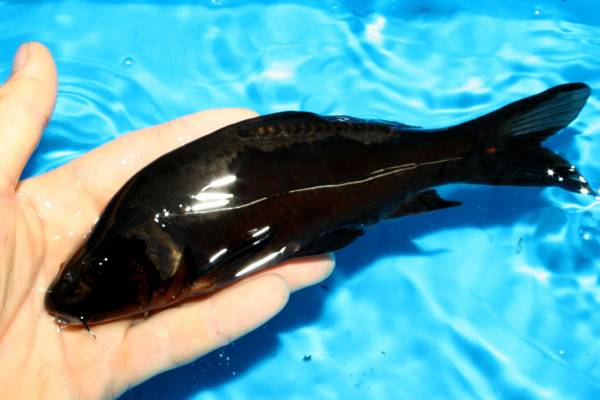 ガラス製　錦鯉 カラス鯉 ドイツ 東北元気錦鯉 の入札履歴 - 入札者の順位