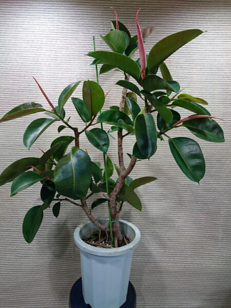 枝作り ロブスターゴム 尺鉢 ゴムの木 フィカス 観葉植物 売買されたオークション情報 Yahooの商品情報をアーカイブ公開 オークファン Aucfan Com