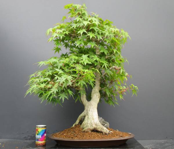 ♪♪　山モミジ（双幹石付き） 　♪♪　古木　樹高約７１cm　