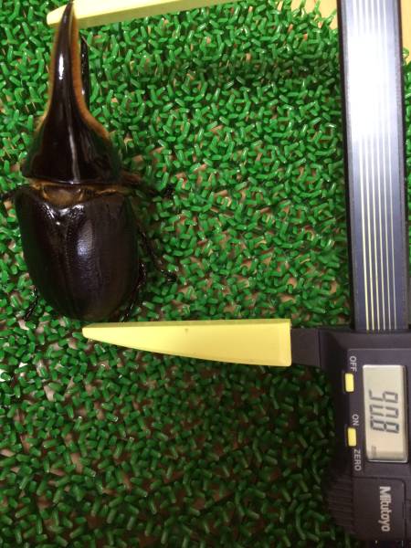 【ラスト出品】サタンオオカブト　新成虫1ペア