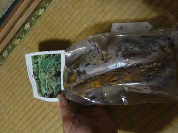 ハワイ固有種　ハワイアンツリーファーン　羊歯　シダ　３