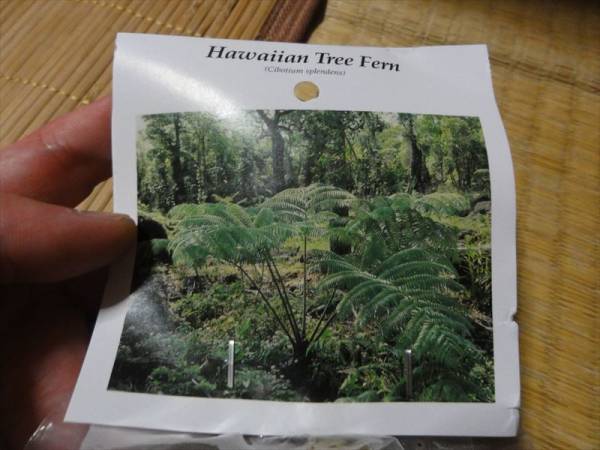 ハワイ固有種　ハワイアンツリーファーン　羊歯　シダ　３
