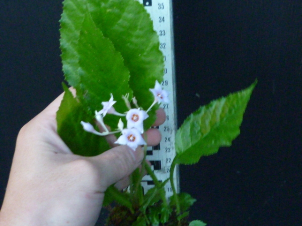 奈良県産　イワタバコ　ブルー花　　セッコク　 山野草