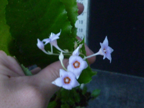 奈良県産　イワタバコ　ブルー花　　セッコク　 山野草