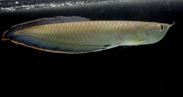 極美 オリノコ ブルーブラックアロワナ 28 完品 アロワナ 売買されたオークション情報 Yahooの商品情報をアーカイブ公開 オークファン Aucfan Com