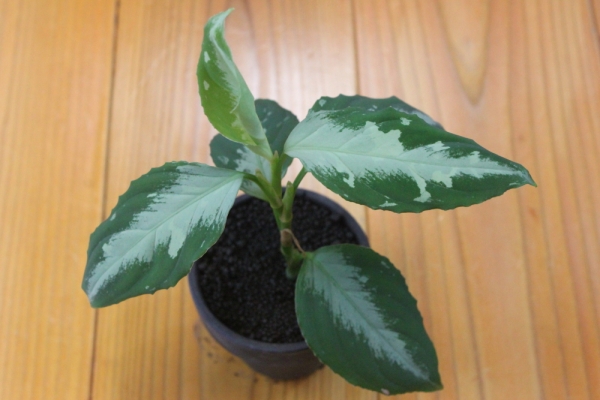 ◇◇TB便 アグラオネマ フロスティ 超優良株◇◇(観葉植物)｜売買