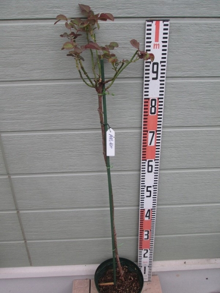 ★薔薇物語☆スタンダード★AUSdir★ヴィンテージ！希少