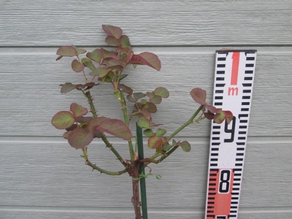 ★薔薇物語☆スタンダード★AUSdir★ヴィンテージ！希少