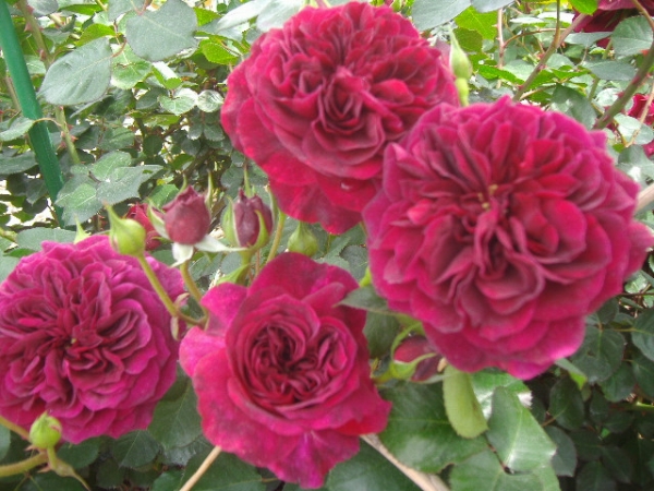 ★薔薇物語☆スタンダード★AUSdir★ヴィンテージ！希少