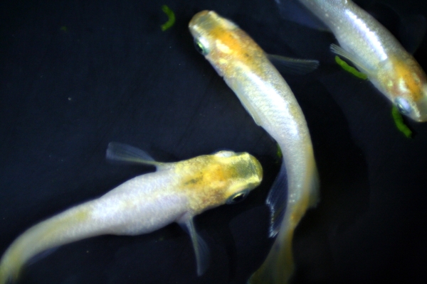 現物出品◆黄冠白菊メダカ◆選別漏れ2ペア＋おまけ1匹◆計5匹②