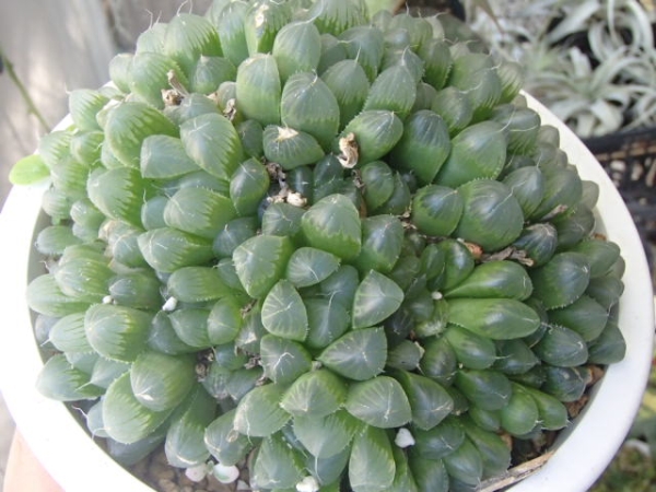 ★☆ハオルチア　オブツーサ☆★