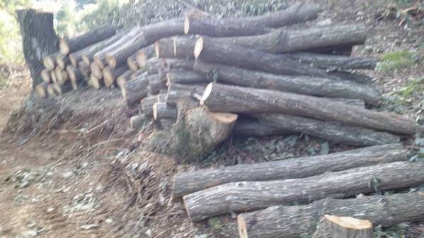 薪の原木引き取り限定１ton 12，000 、佐野市から出品