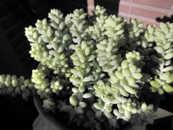 多肉植物 セダム ビアホップ サボテン 売買されたオークション情報 Yahooの商品情報をアーカイブ公開 オークファン Aucfan Com 多肉植物 セダム ビアホップ サボテン 売買されたオークション情報 Yahooの商品情報をアーカイブ公開 オークファン Aucfan Com