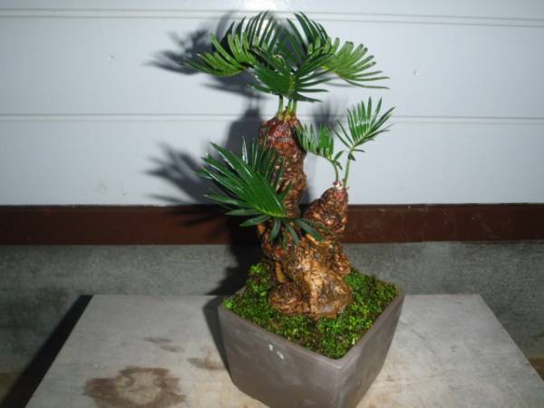 姫ソテツ 奄美大島産 B 盆栽 小葉仕立て 現品］珍しい6番 観葉植物 奄美