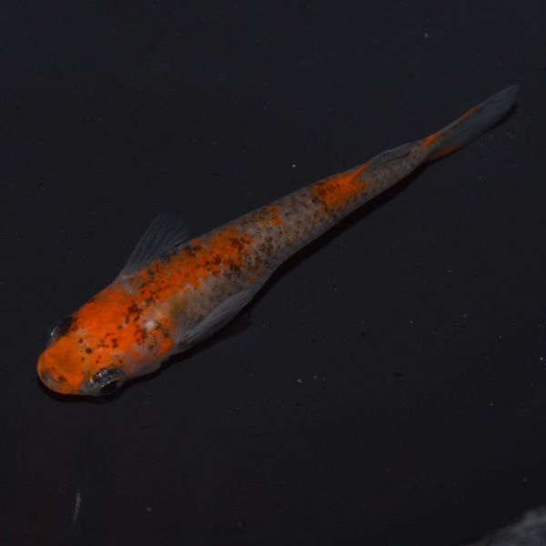 A-868【阿波めだかの里】阿波三色透明鱗　1ペア+メス