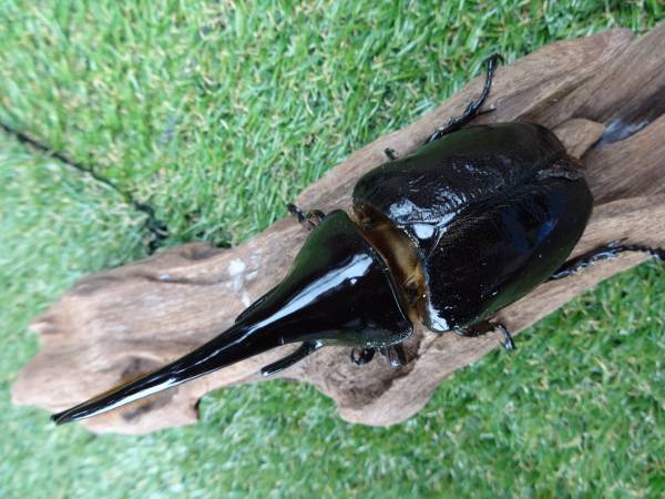 【sesami17】ネプチューン　WB血統♂１３５ミリ