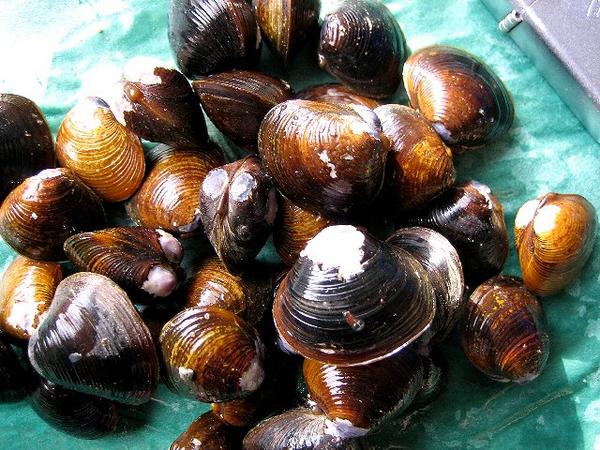 (3)宍道湖七珍味「大和しじみ1kg」〓汽水育ちの別格な味わい〓_2