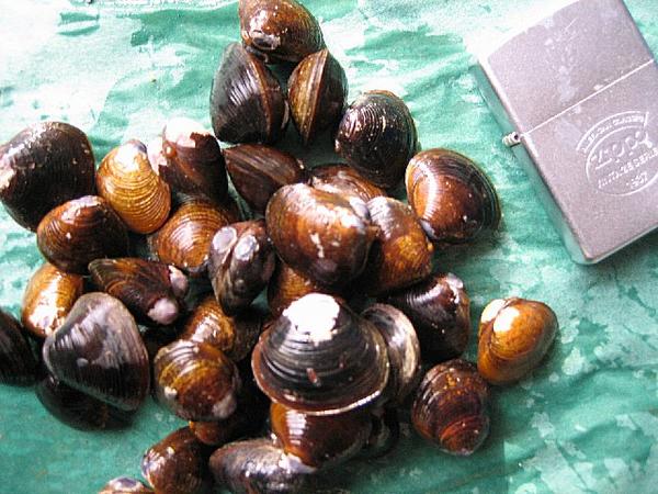 (3)宍道湖七珍味「大和しじみ1kg」〓汽水育ちの別格な味わい〓_3