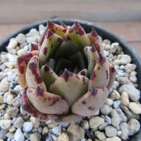 多肉植物　エケベリア・サラボニー