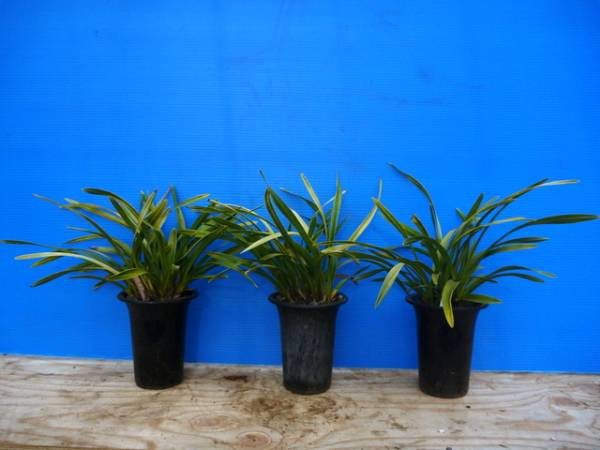 蘭 ラン 池田錦 東洋蘭 日本蜜蜂 ミツバチ 金稜辺 3鉢 セット