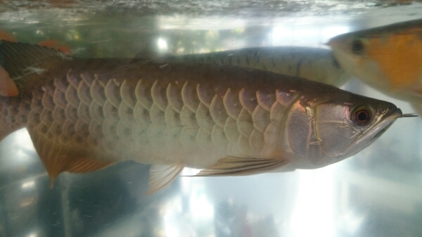 水金アクアゴールド！2 40㎝ 有名ファーム