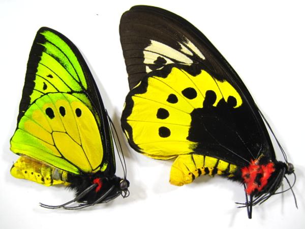 ゴライアストリバネアゲハ Ornithoptera 蝶の標本 goliath 外国産蝶