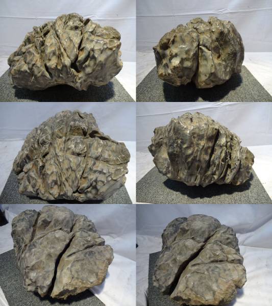 水石 名石 美石 鑑賞石 （亀甲石） 金山産 自然石 亀甲石 鑑賞