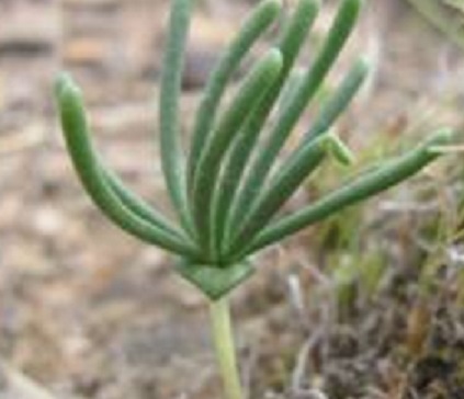 エリオスペルマム　ボウイエアナム　多肉　Eriospermum