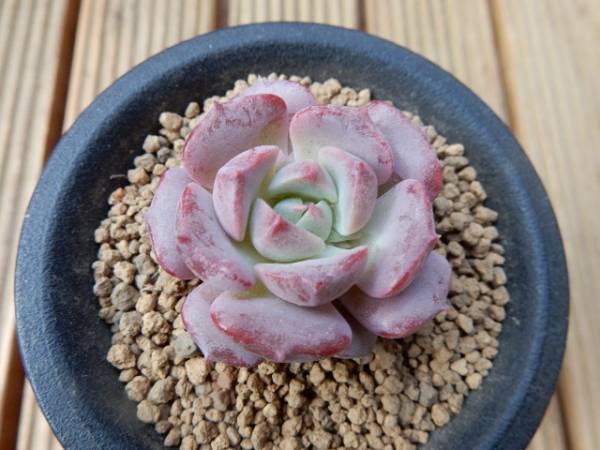 ★＾-＾　エケベリア　ピンクアイニー　多肉植物　＾-＾★