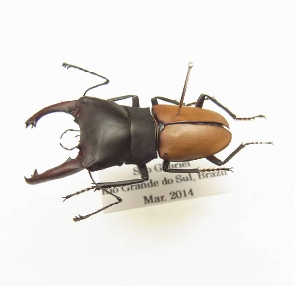 ブラジル産 オオズクワガタ yellow form ♂29mm