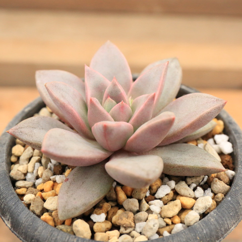 多肉植物　エケベリア・エンジェルスター