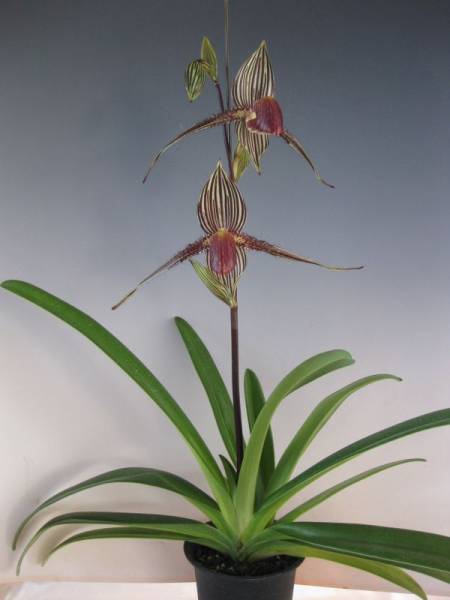 即日発送・新品 洋蘭 972 Paph. rothschildianum x sib. 花着 【公式通販】