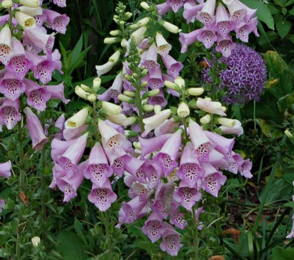 ジギタリス キャメロット ラベンダーの苗 エレガントな薄紫色 苗 売買されたオークション情報 Yahooの商品情報をアーカイブ公開 オークファン Aucfan Com