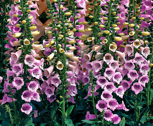 ジギタリス キャメロット ラベンダーの苗 エレガントな薄紫色 苗 売買されたオークション情報 Yahooの商品情報をアーカイブ公開 オークファン Aucfan Com