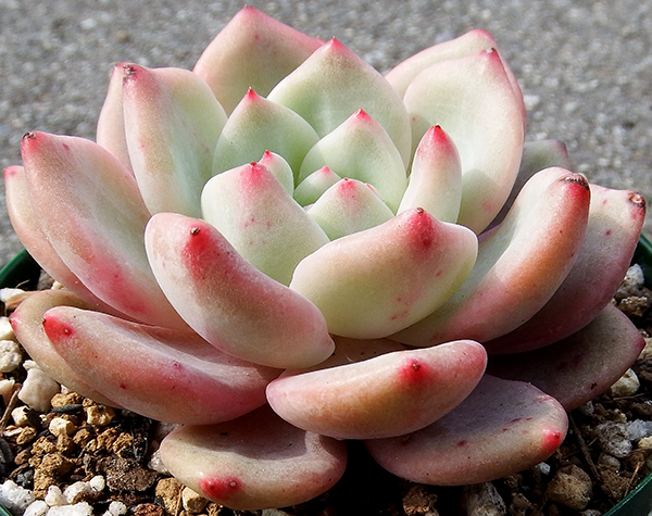 多肉植物 エケベリア アリエル サボテン 売買されたオークション情報 Yahooの商品情報をアーカイブ公開 オークファン Aucfan Com